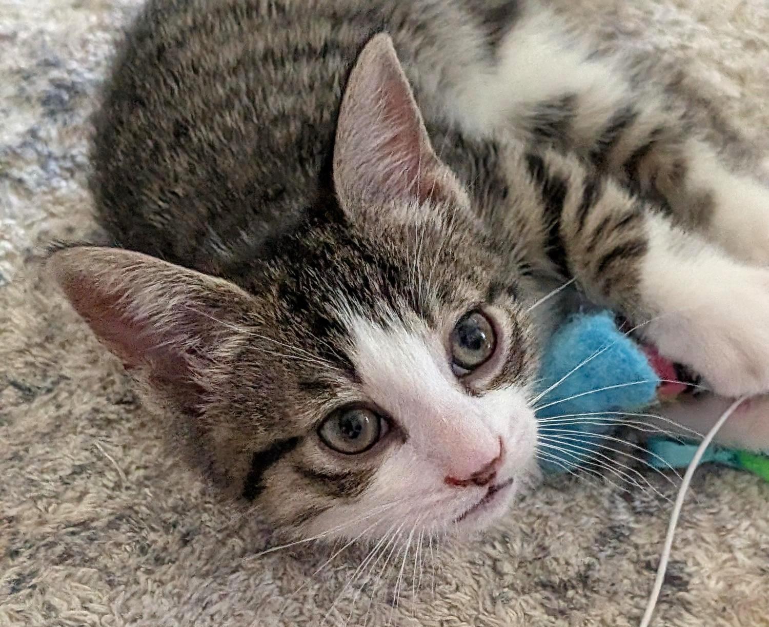 Excalibur, a ADOPTABLE Tabby in Stoney Creek, ON image 3/3