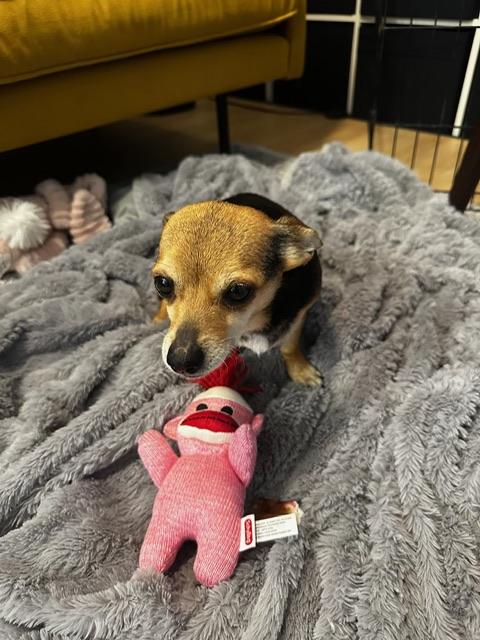 Maeve, an adopted Chiweenie in clayton , CA image 2/6