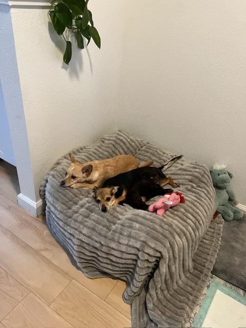 Maeve, an adopted Chiweenie in clayton , CA image 5/6