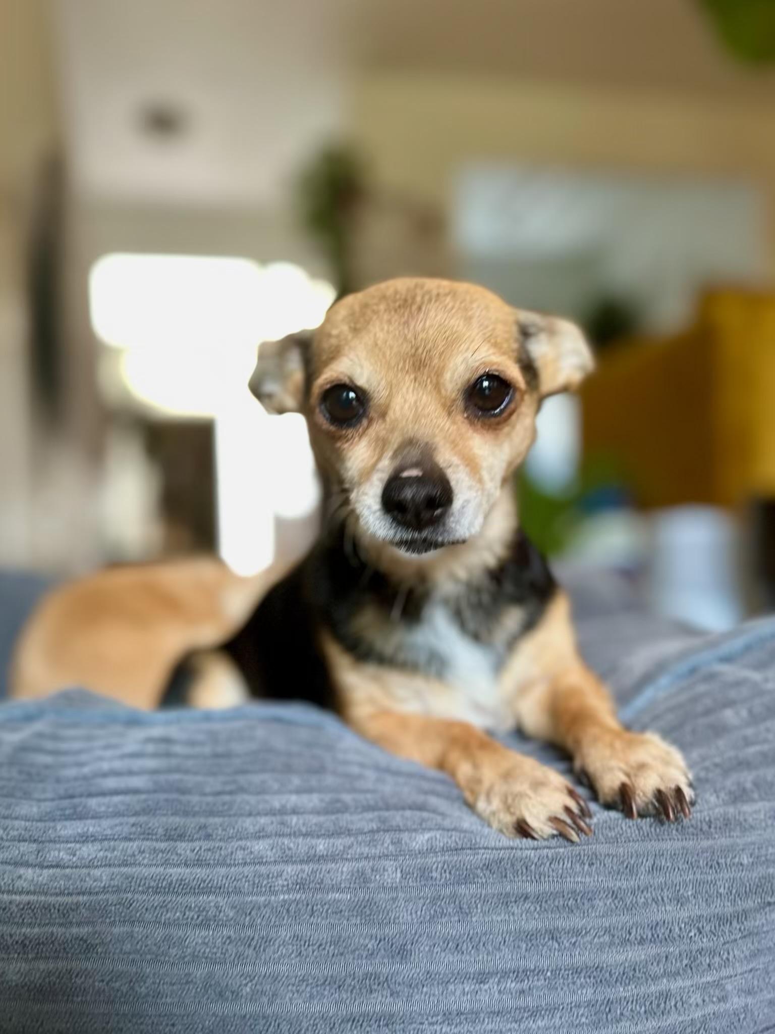 Maeve, an adopted Chiweenie in clayton , CA image 6/6