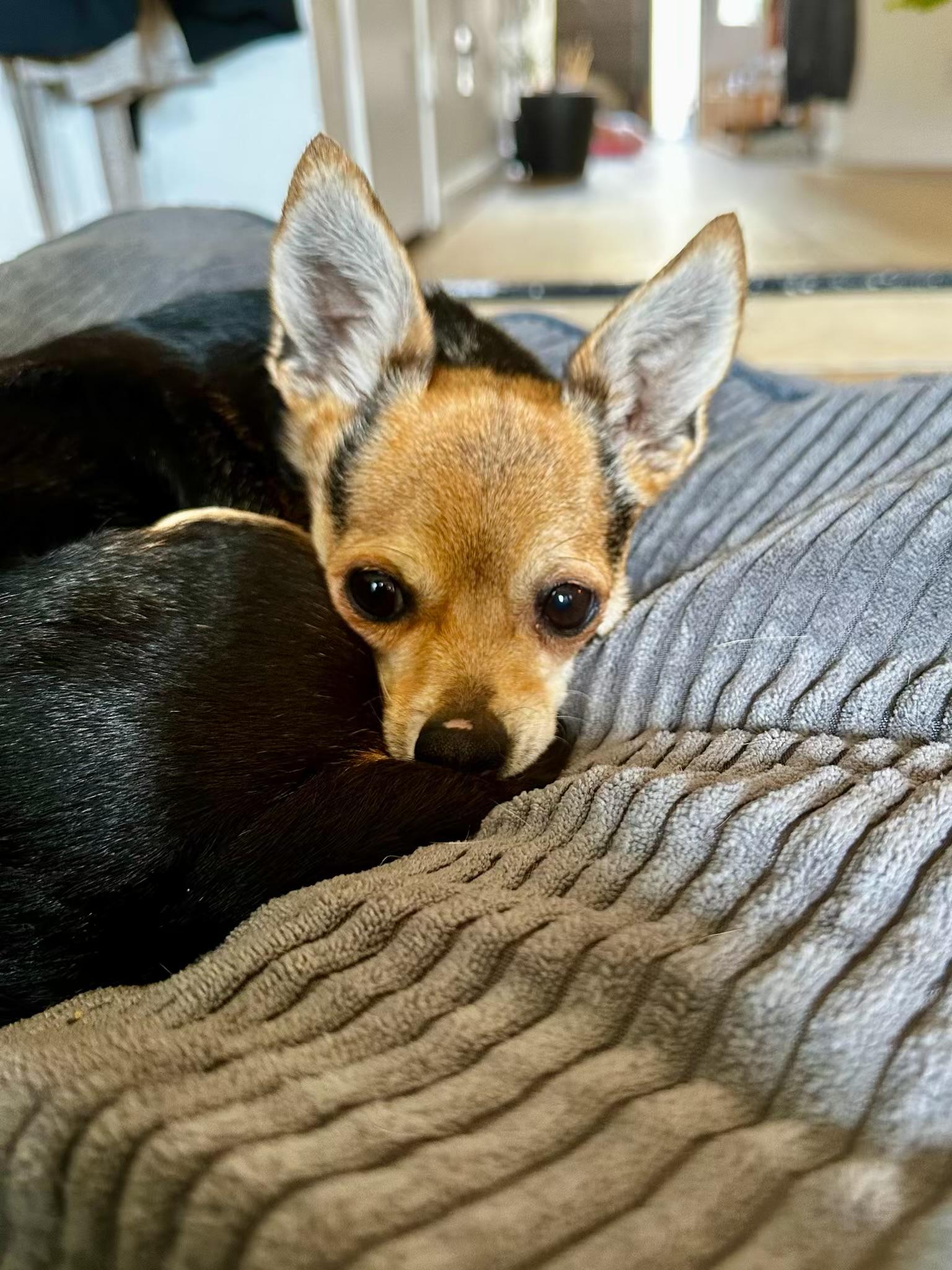 Maeve, adopted, Adult Female Chiweenie.
