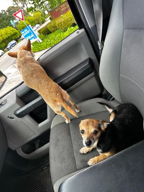 Maeve, an adopted Chiweenie in clayton , CA image 4/6