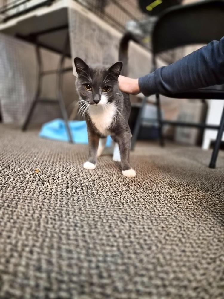 Enlarge Morty, a Adoptable Domestic Short Hair in Patchogue, NY image 1/6