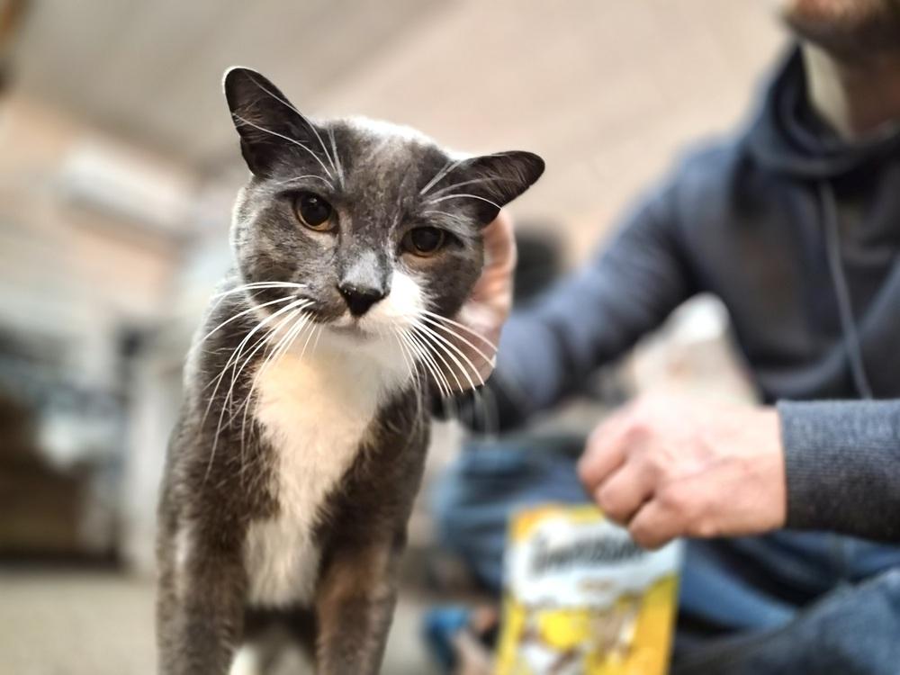 Enlarge Morty, a Adoptable Domestic Short Hair in Patchogue, NY image 2/6