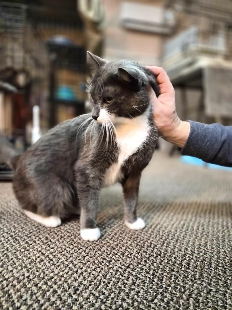 Enlarge Morty, a Adoptable Domestic Short Hair in Patchogue, NY image 3/6