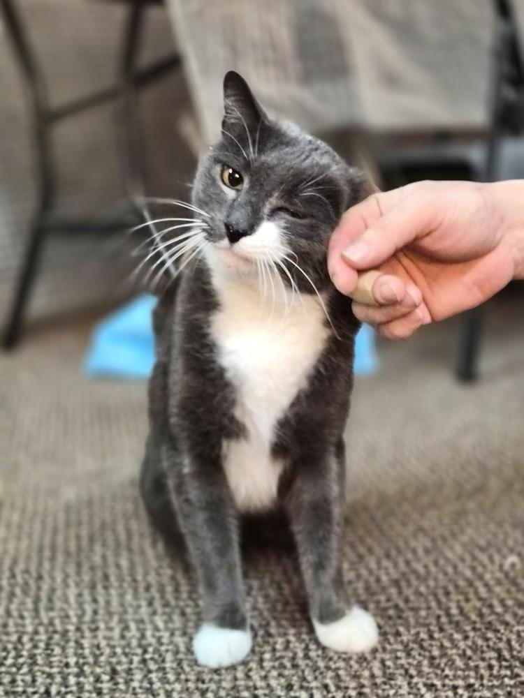 Enlarge Morty, a Adoptable Domestic Short Hair in Patchogue, NY image 4/6