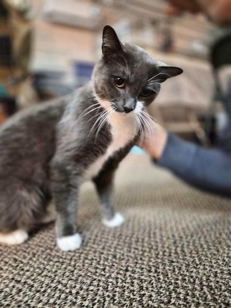 Enlarge Morty, a Adoptable Domestic Short Hair in Patchogue, NY image 5/6