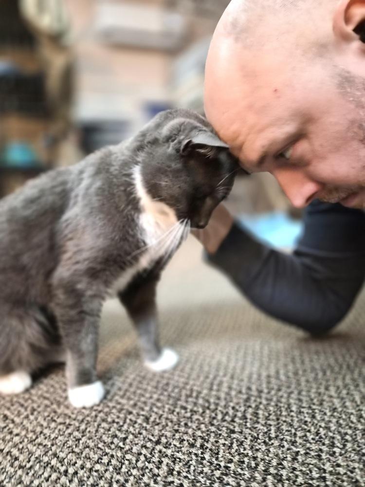 Enlarge Morty, a Adoptable Domestic Short Hair in Patchogue, NY image 6/6