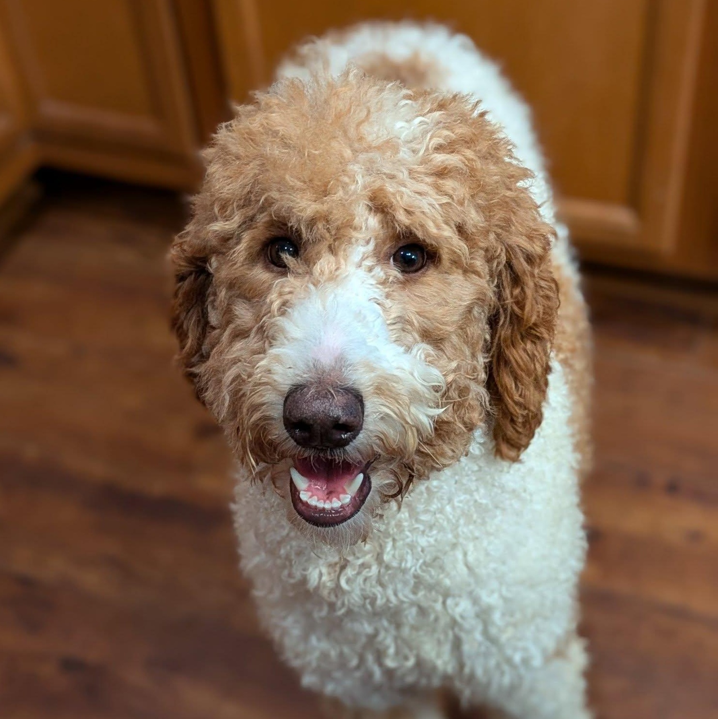 Fluffy Dog Rescue Wi: Discover Heartwarming Stories