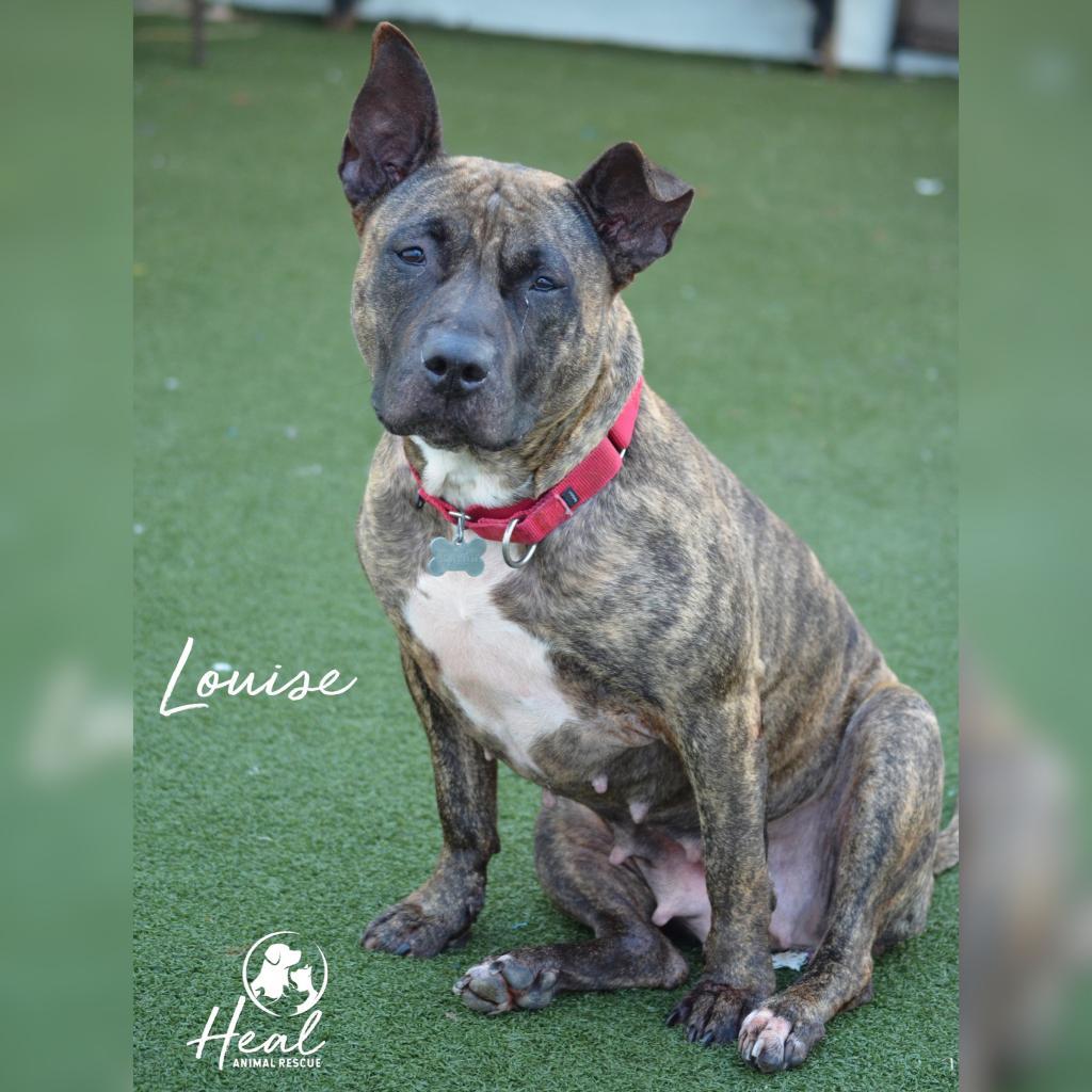 Enlarge Louise, a Adoptable mixed breed in Youngwood, PA image 2/5