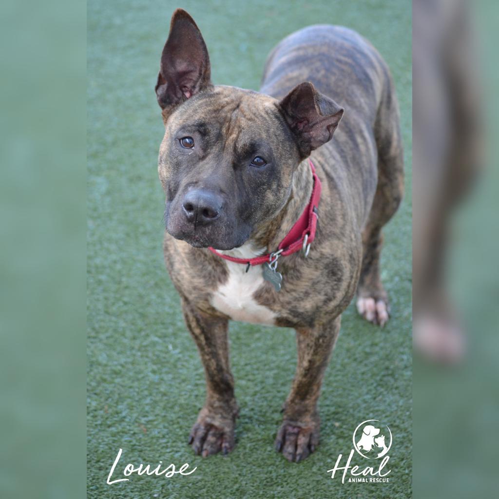 Enlarge Louise, a Adoptable mixed breed in Youngwood, PA image 4/5