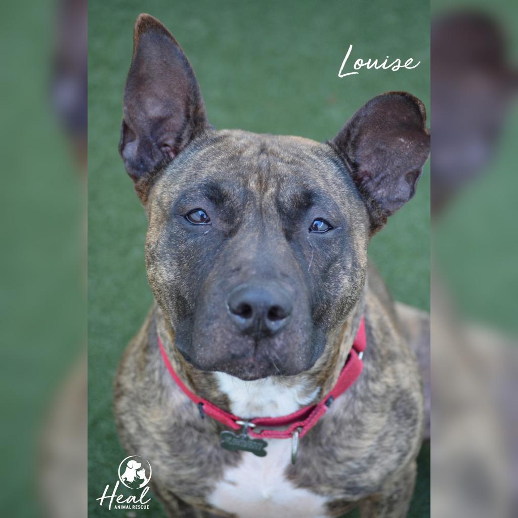 Enlarge Louise, a Adoptable mixed breed in Youngwood, PA image 5/5