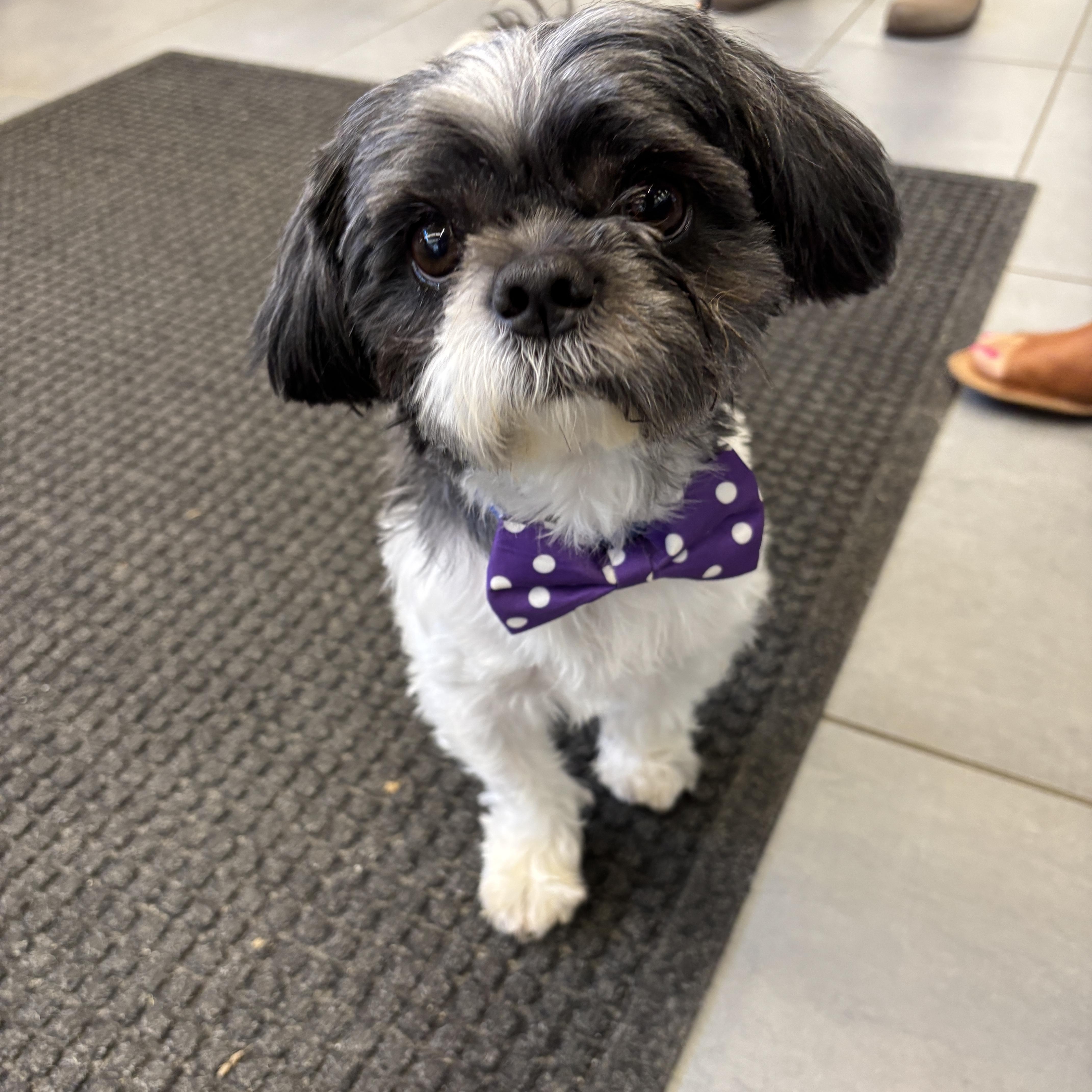 Zeus, adopted, Adult Male Terrier.
