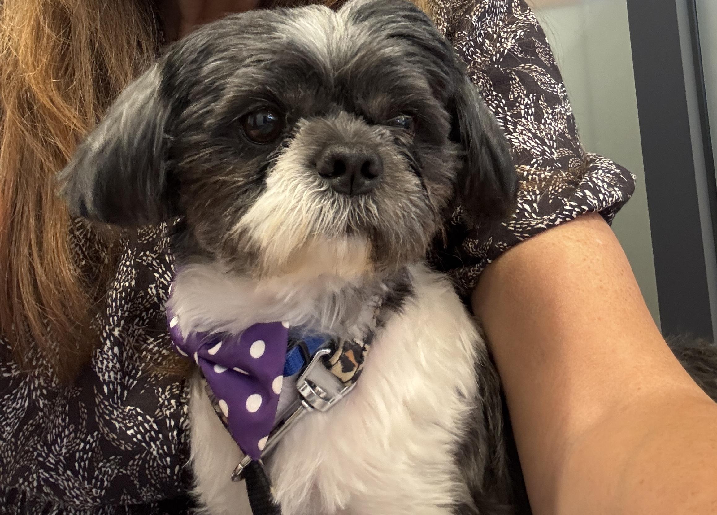 Zeus, an adopted mixed breed in Vineyard Haven, MA image 6/6