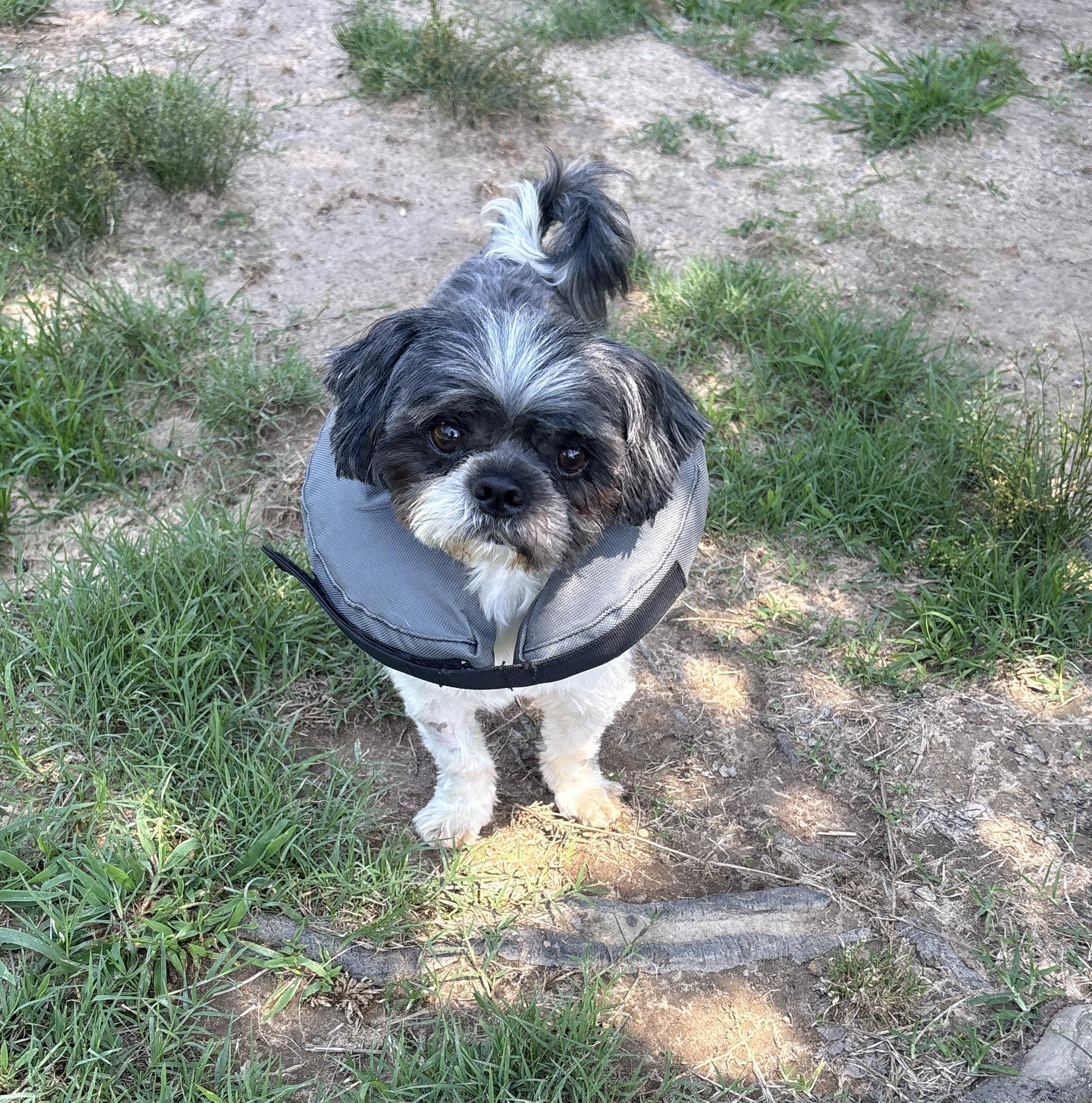 Zeus, ADOPTABLE, Adult Male Terrier.