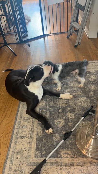 Enlarge Zeus, a ADOPTABLE mixed breed in Vineyard Haven, MA video 3/4