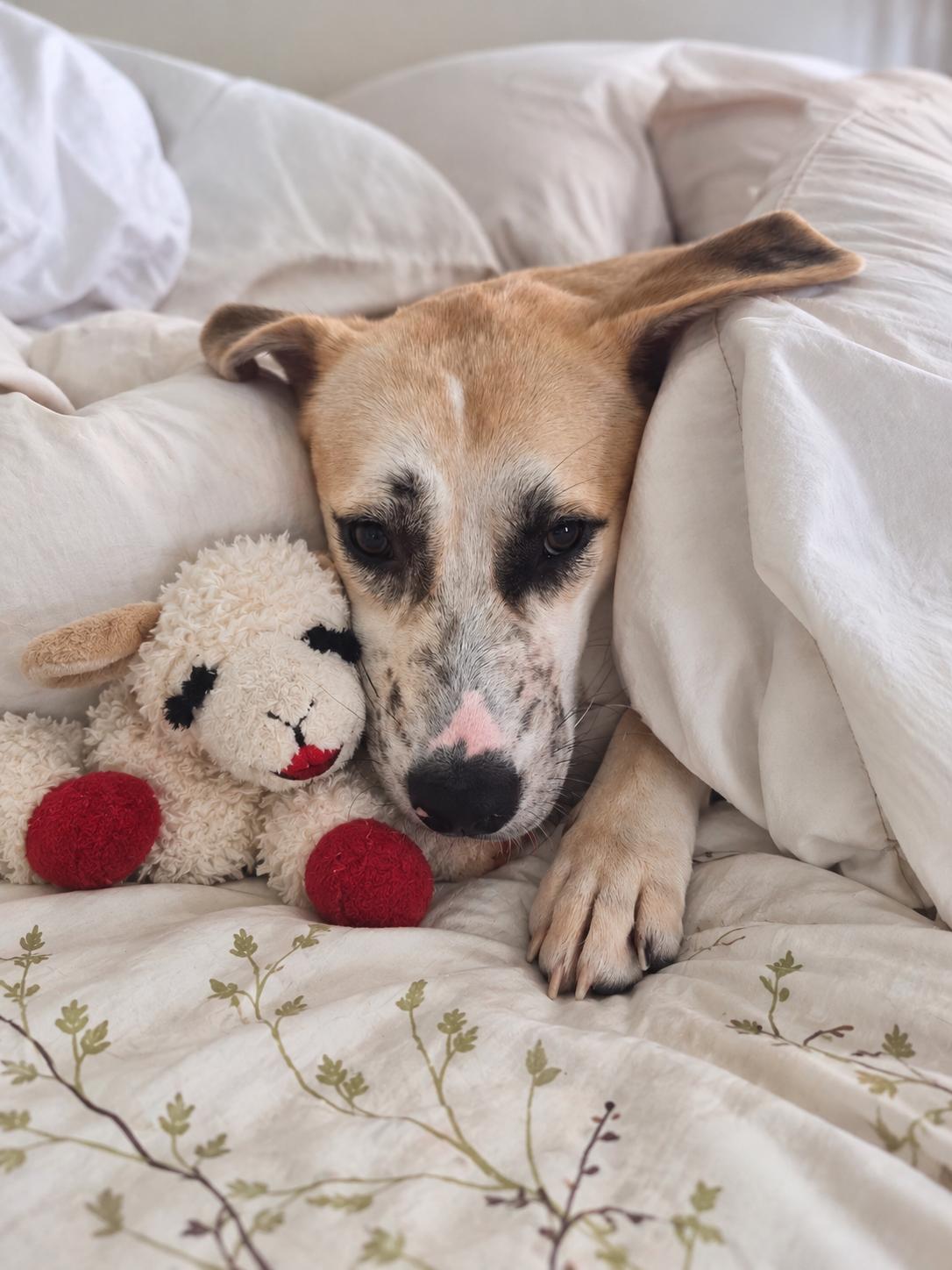 Enlarge Annabelle, a Adoptable mixed breed in Houston, TX image 2/6