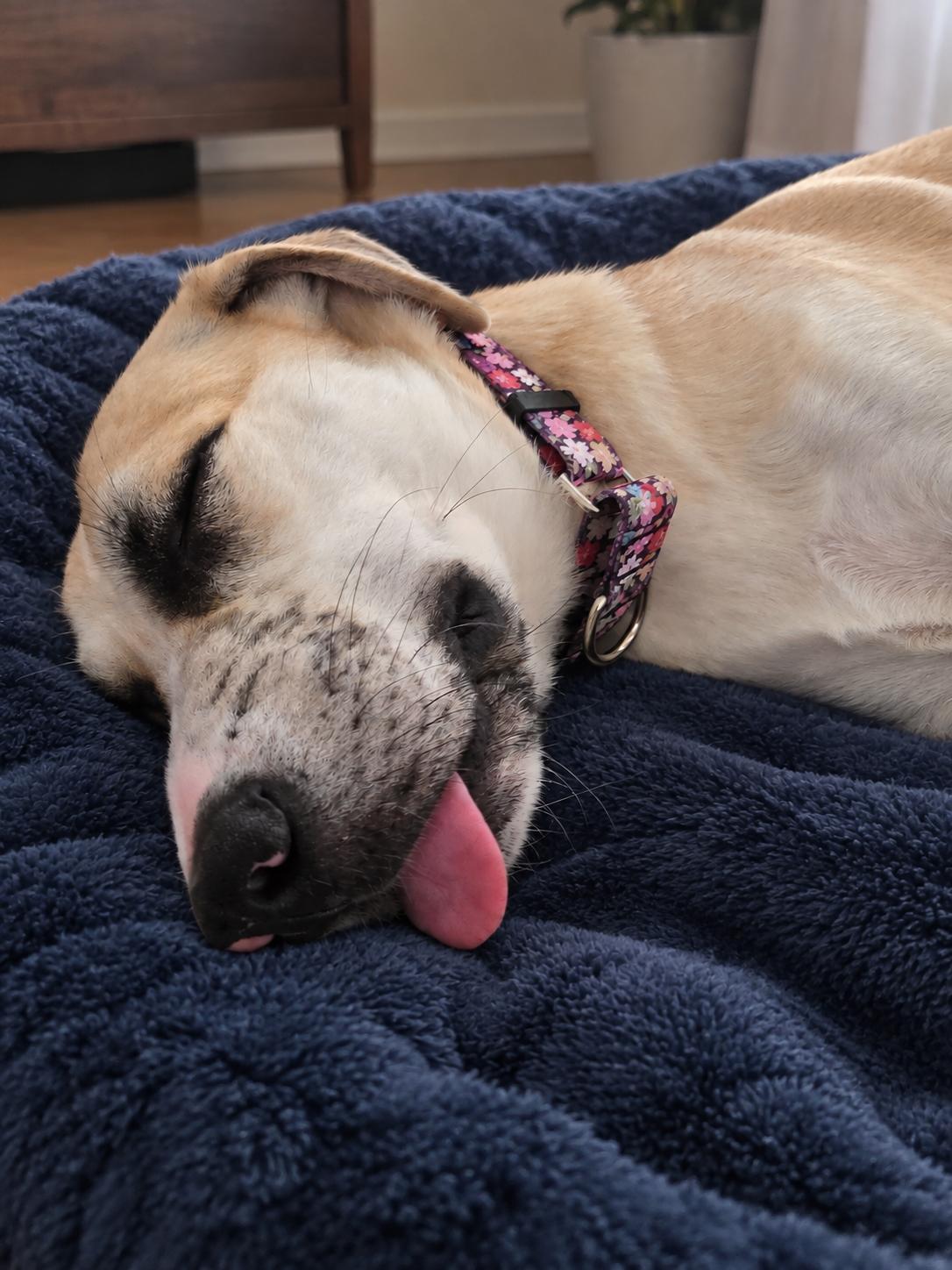 Enlarge Annabelle, a Adoptable mixed breed in Houston, TX image 6/6
