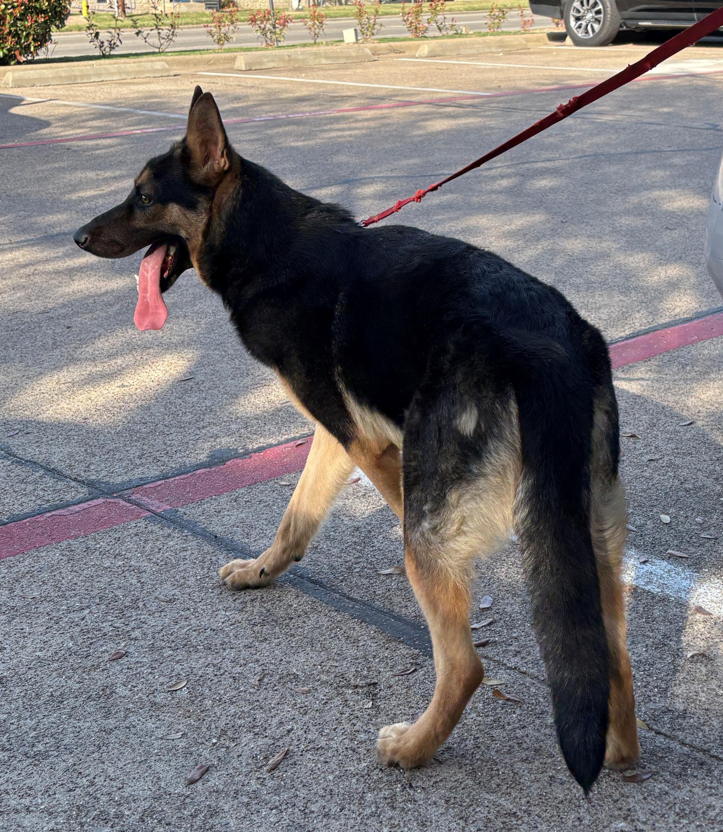 Enlarge Shaft, a ADOPTABLE German Shepherd Dog in Dallas, TX image 2/6