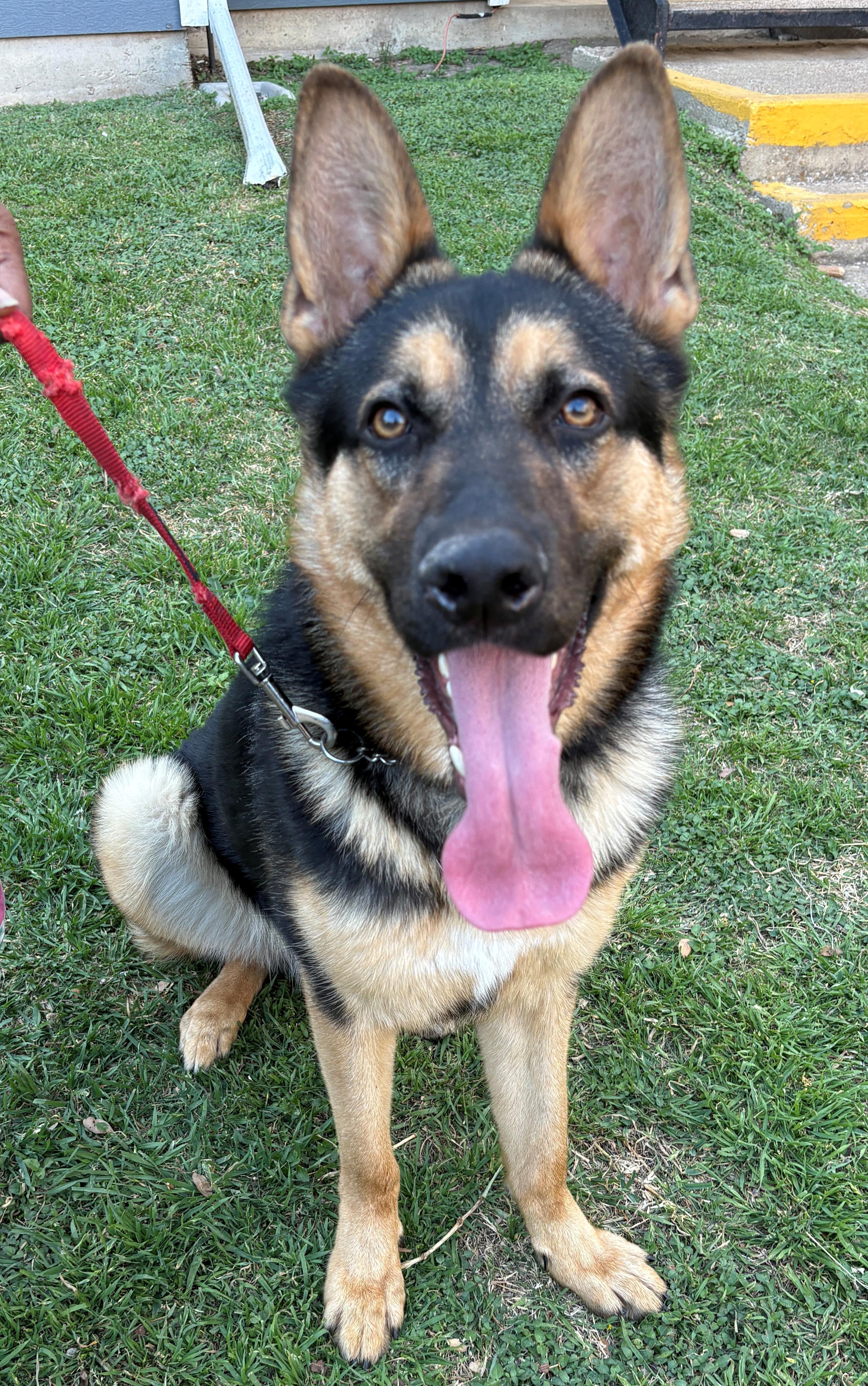 Enlarge Shaft, a ADOPTABLE German Shepherd Dog in Dallas, TX image 3/6