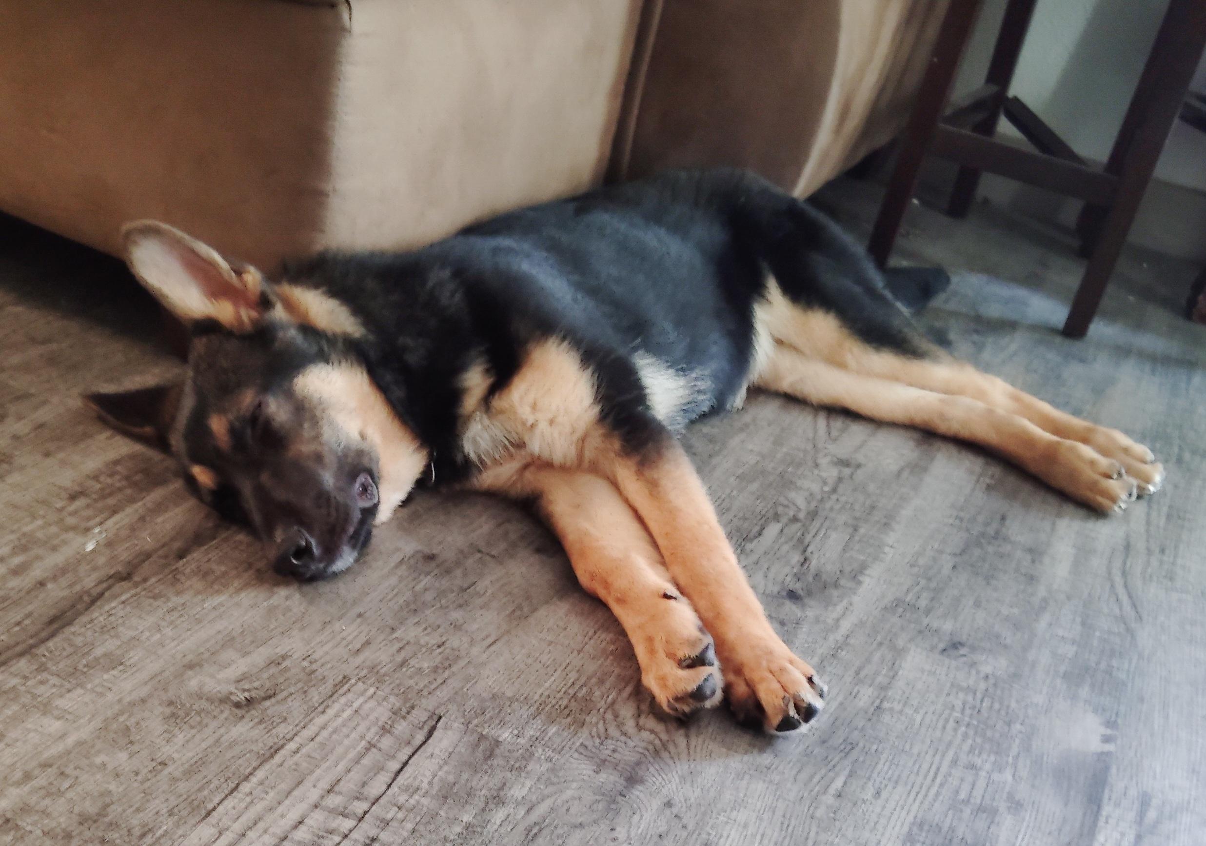 Enlarge Shaft, a ADOPTABLE German Shepherd Dog in Dallas, TX image 4/6