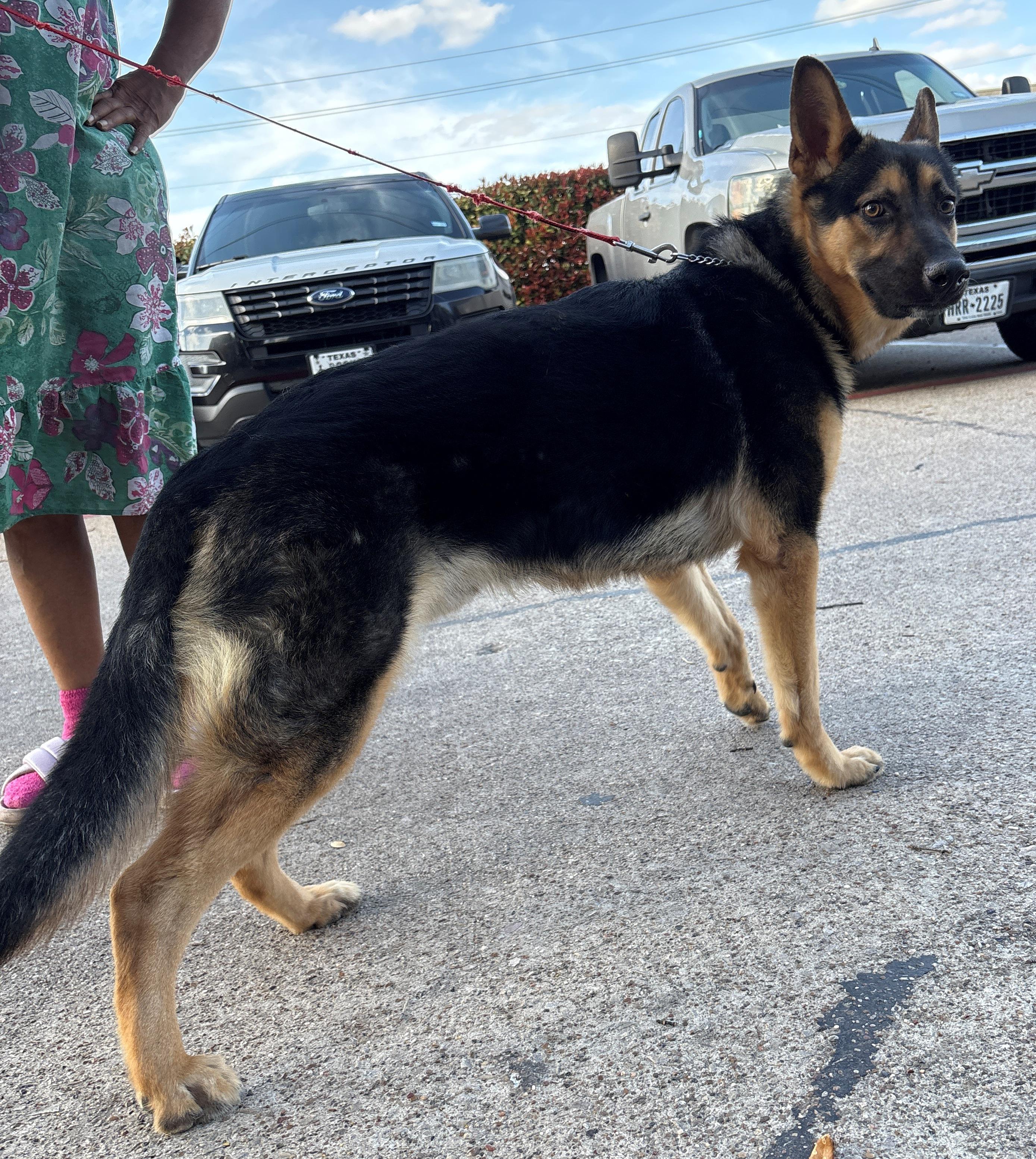 Enlarge Shaft, a ADOPTABLE German Shepherd Dog in Dallas, TX image 6/6