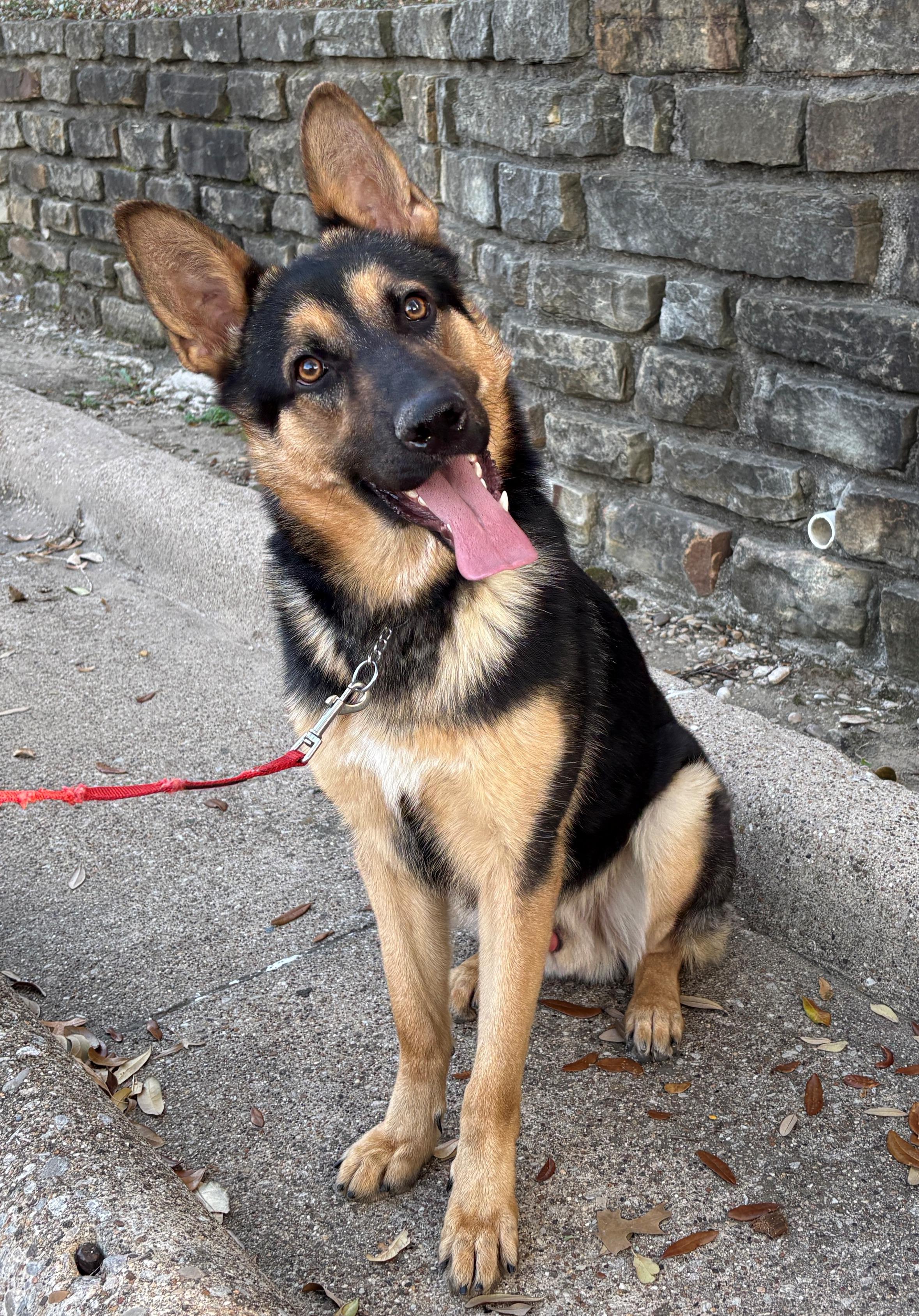 Shaft, ADOPTABLE, Young Male German Shepherd Dog.