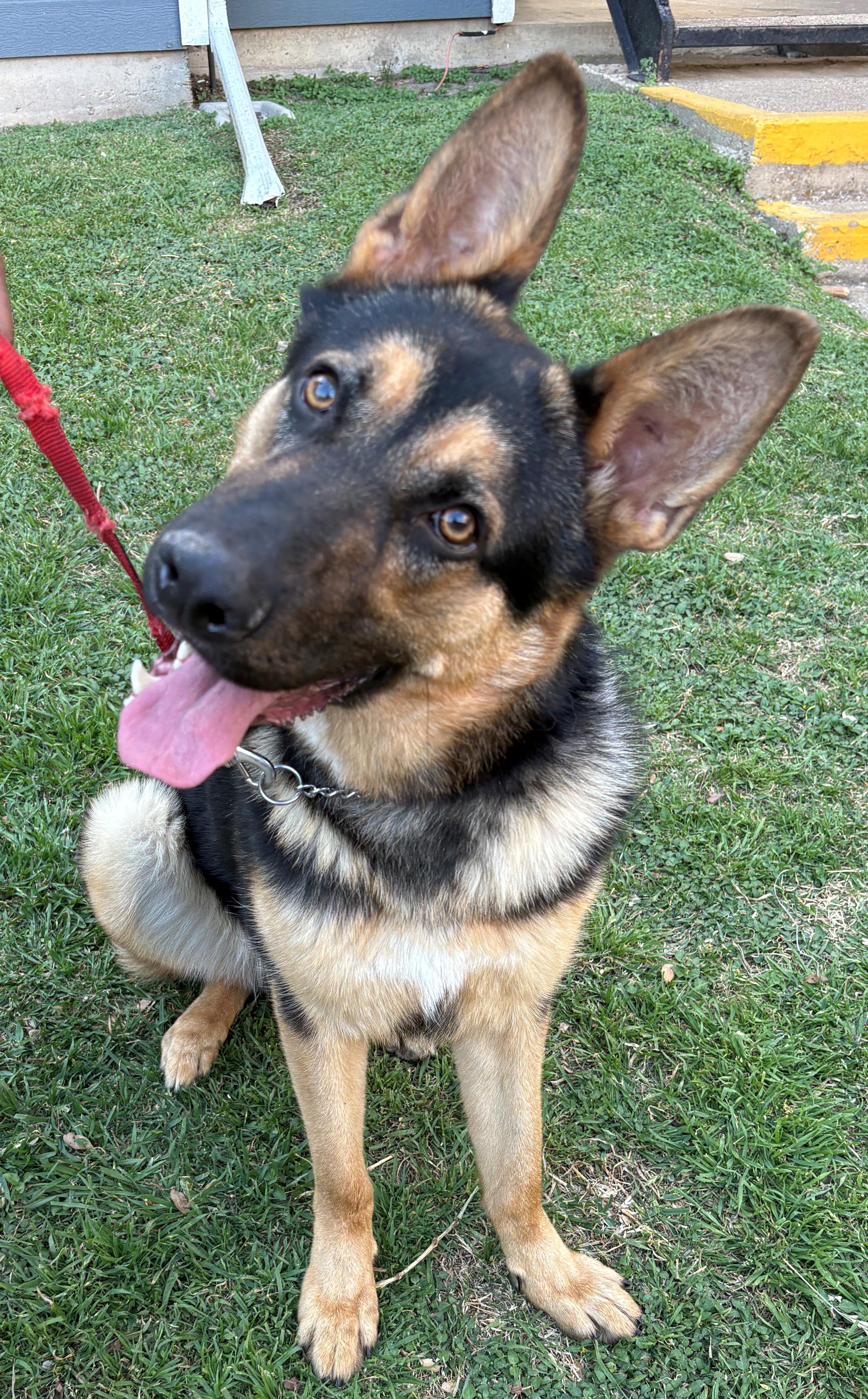 Enlarge Shaft, a ADOPTABLE German Shepherd Dog in Dallas, TX image 5/6