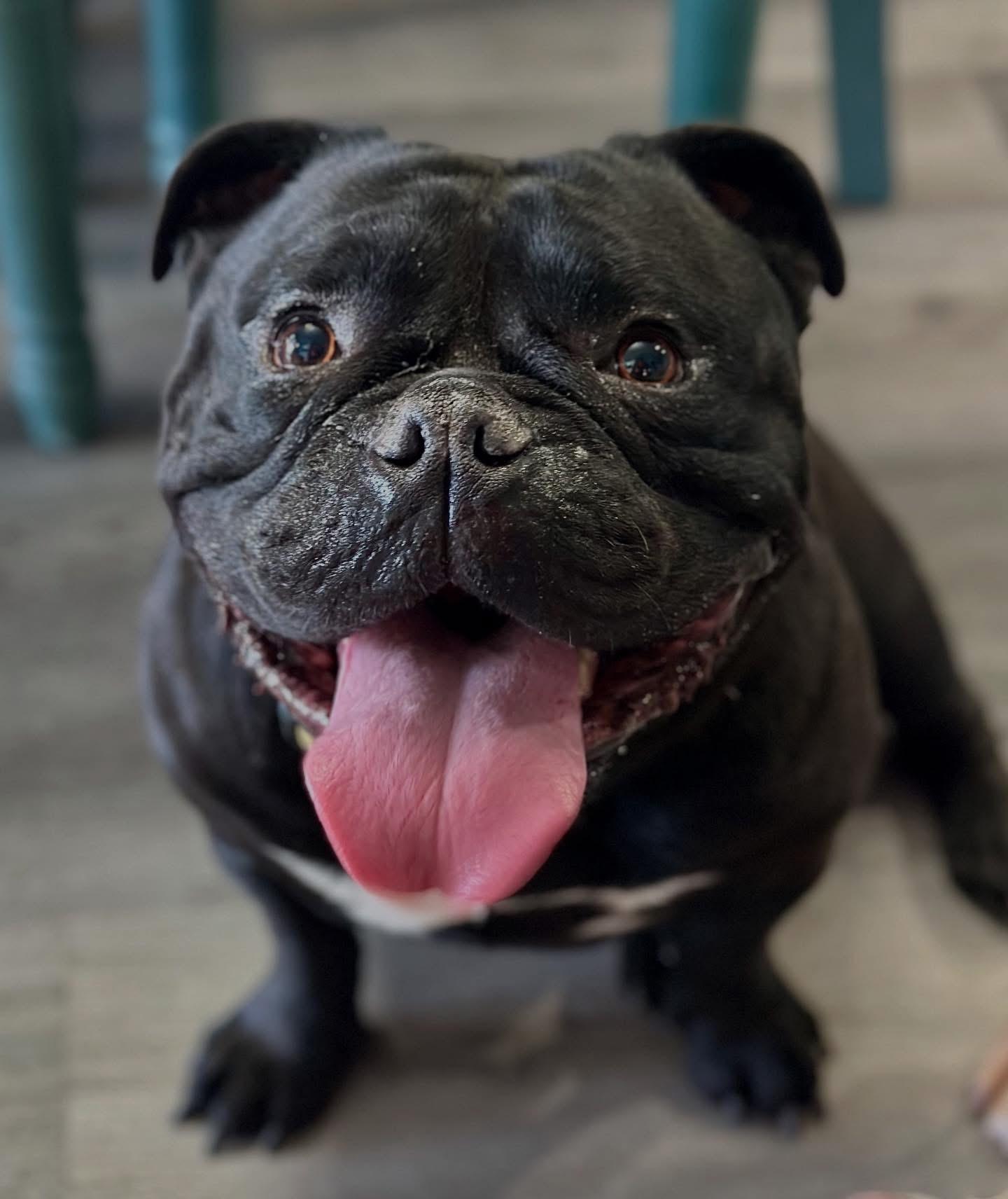 Panchito, Young Male American Bully