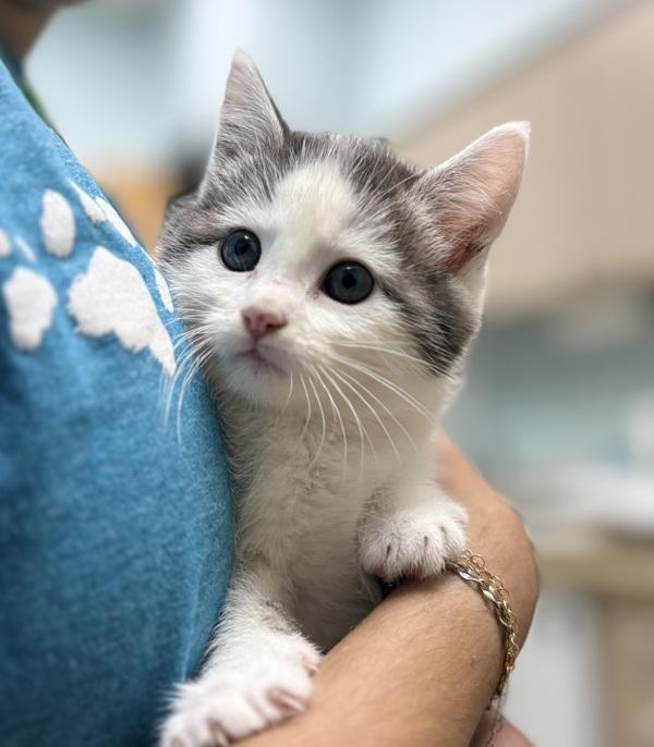 Enlarge Sophia, a Adopted mixed breed in Sioux City, IA image 1/1