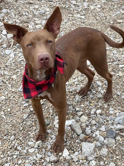 Enlarge Silas, a Adoptable mixed breed in Centralia, IL image 5/5