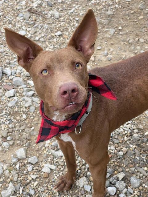 Enlarge Silas, a Adoptable mixed breed in Centralia, IL image 3/5