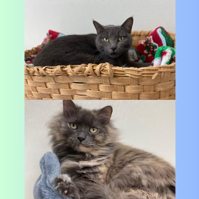 Enlarge Silas, a Adoptable mixed breed in Centralia, IL image 4/5