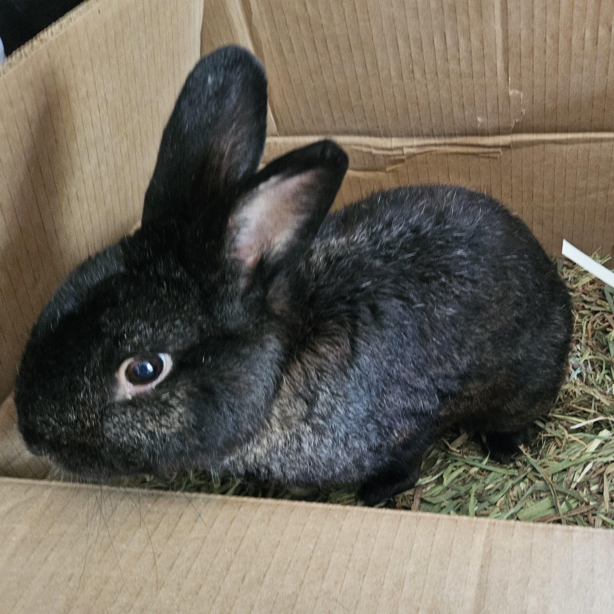 Ivy, ADOPTABLE, Adult Female Havana.