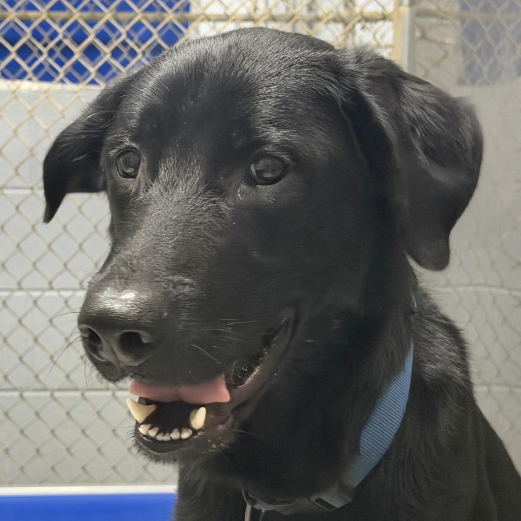 Theodore, Adoptable, Adult Male Black Labrador Retriever & German Shepherd Dog.