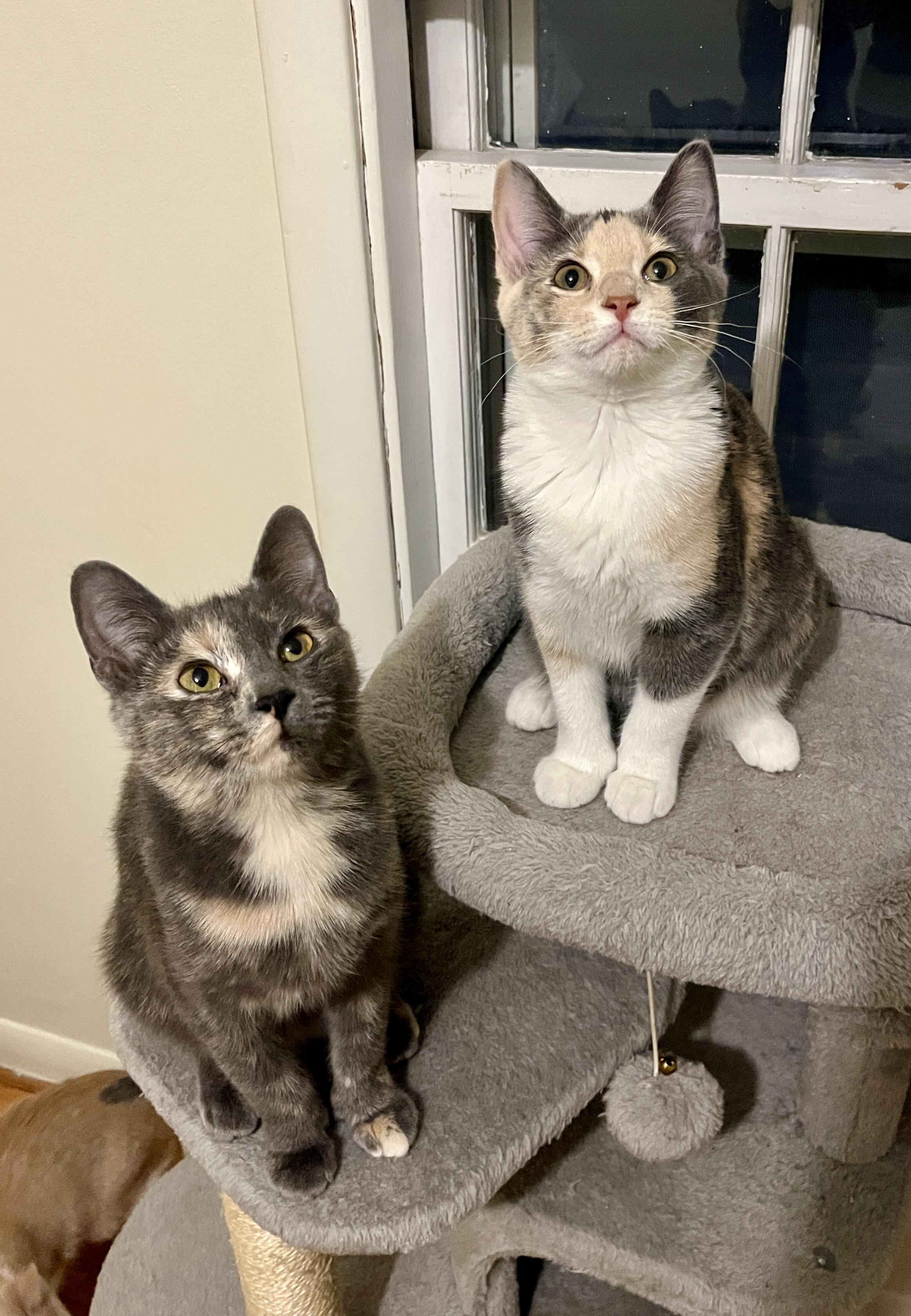 Enlarge Lia, an adoptable Domestic Short Hair in Minneapolis, MN image 2/4