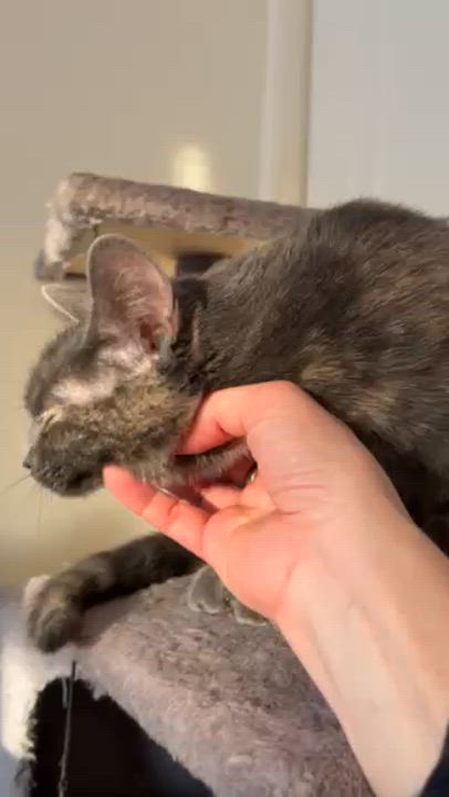 Enlarge Lia, an adoptable Domestic Short Hair in Minneapolis, MN video 4/4