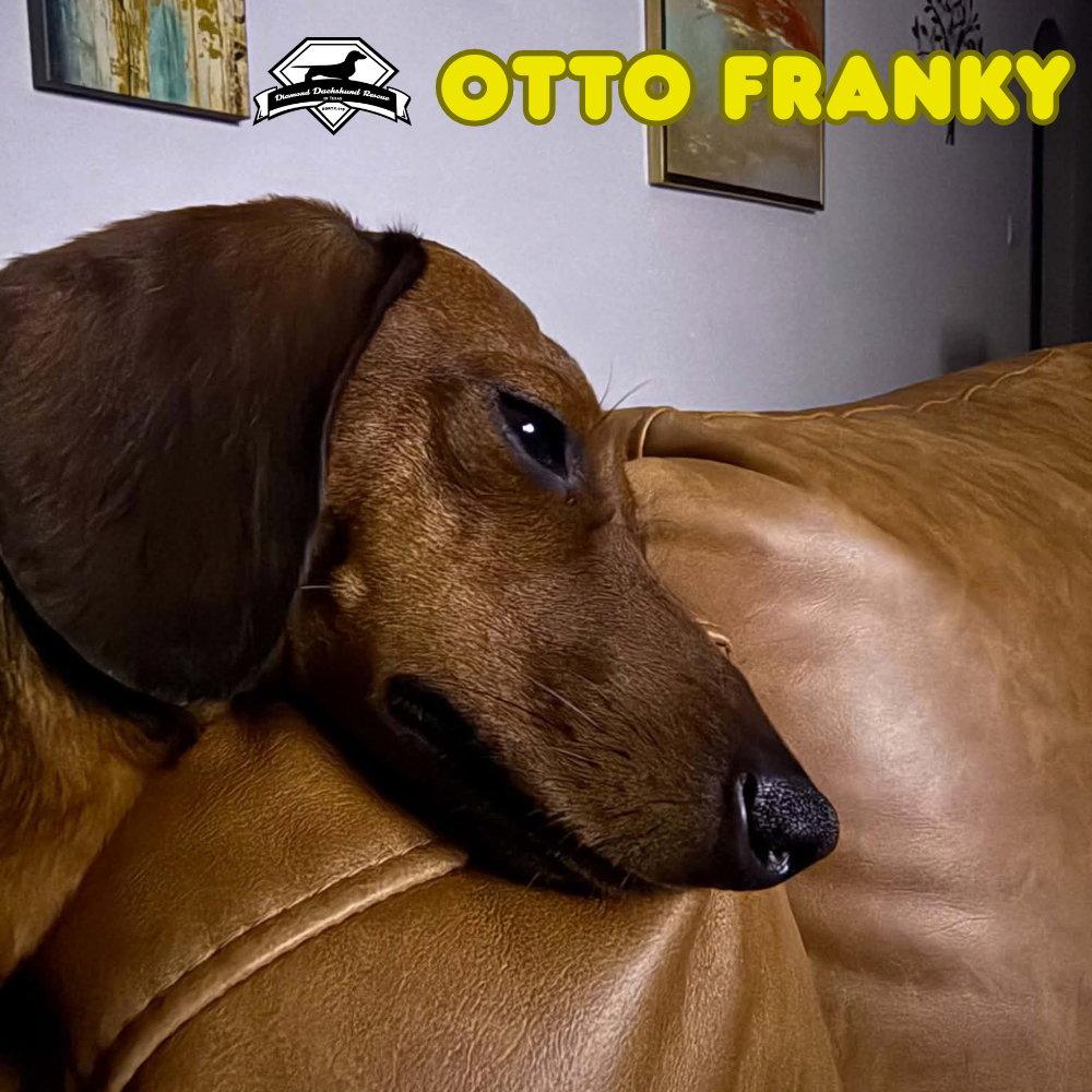 Enlarge Otto Franky, a Adoptable Dachshund in San Antonio, TX image 1/3