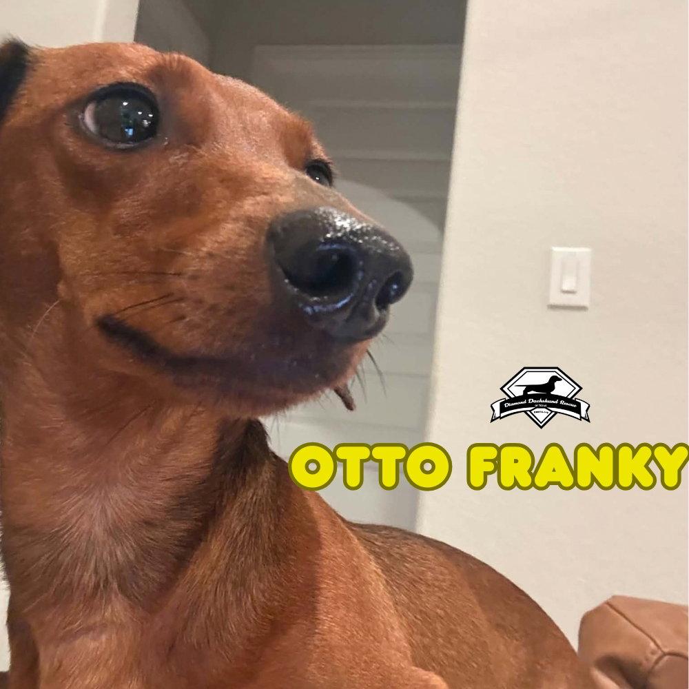 Enlarge Otto Franky, a Adoptable Dachshund in San Antonio, TX image 2/3