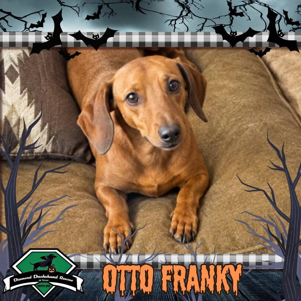 Enlarge Otto Franky, a Adoptable Dachshund in San Antonio, TX image 3/3