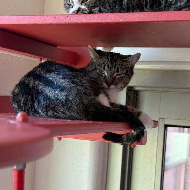 AGATHA, Adoptable, Young Female Domestic Short Hair.