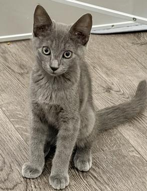 Enlarge Peanut W, an adopted Domestic Short Hair in Fair Oaks, CA image 2/3