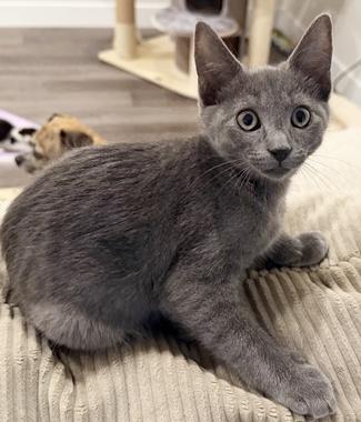Enlarge Peanut W, an adopted Domestic Short Hair in Fair Oaks, CA image 3/3