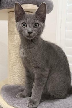 Peanut W, adopted, Kitten Male Domestic Short Hair.