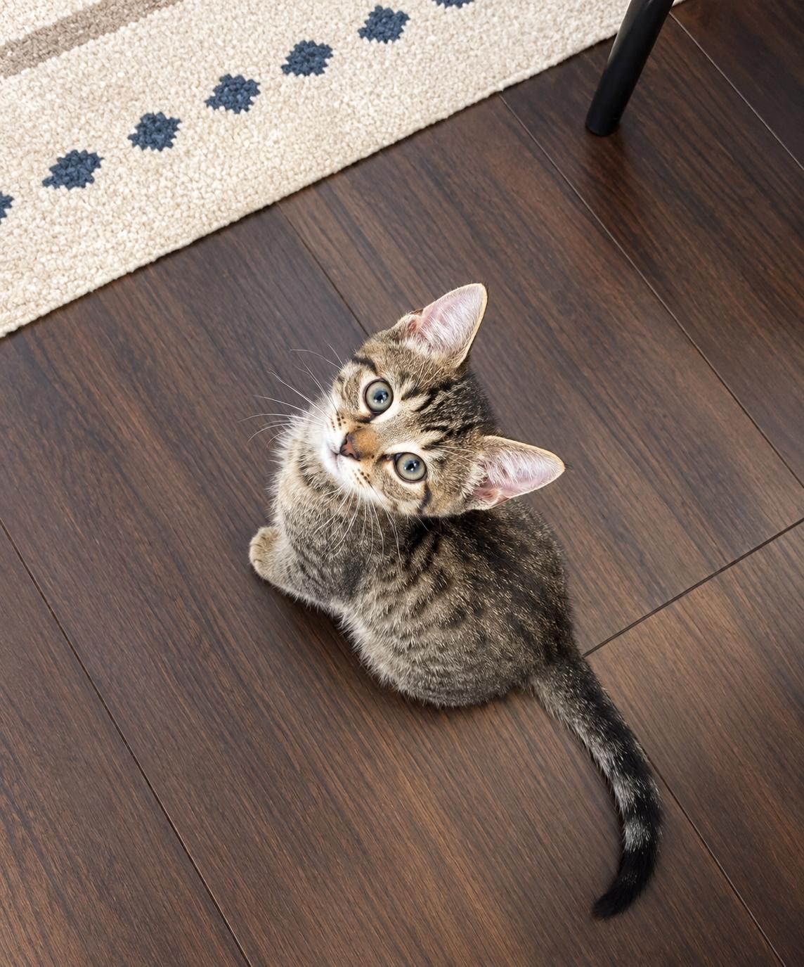 Enlarge Tom, a Adoptable Tabby in Pickerington, OH image 2/3