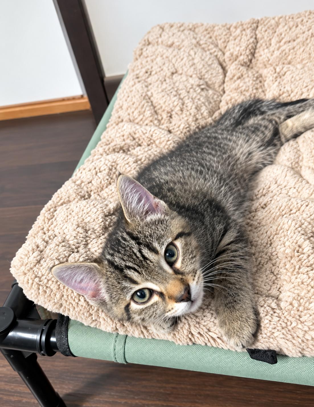 Enlarge Tom, a Adoptable Tabby in Pickerington, OH image 3/3