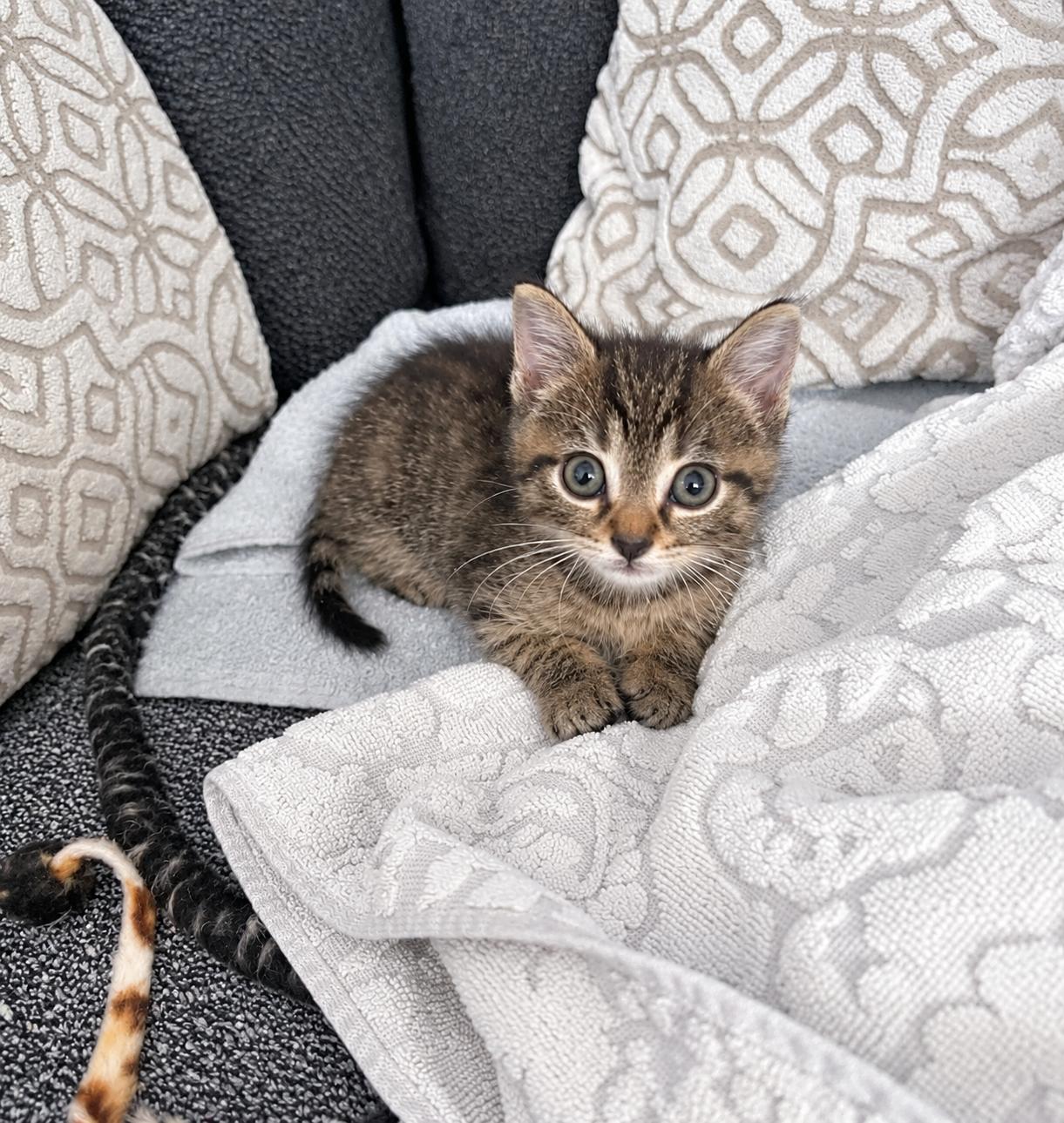 Enlarge Tom, a Adoptable Tabby in Pickerington, OH image 1/3