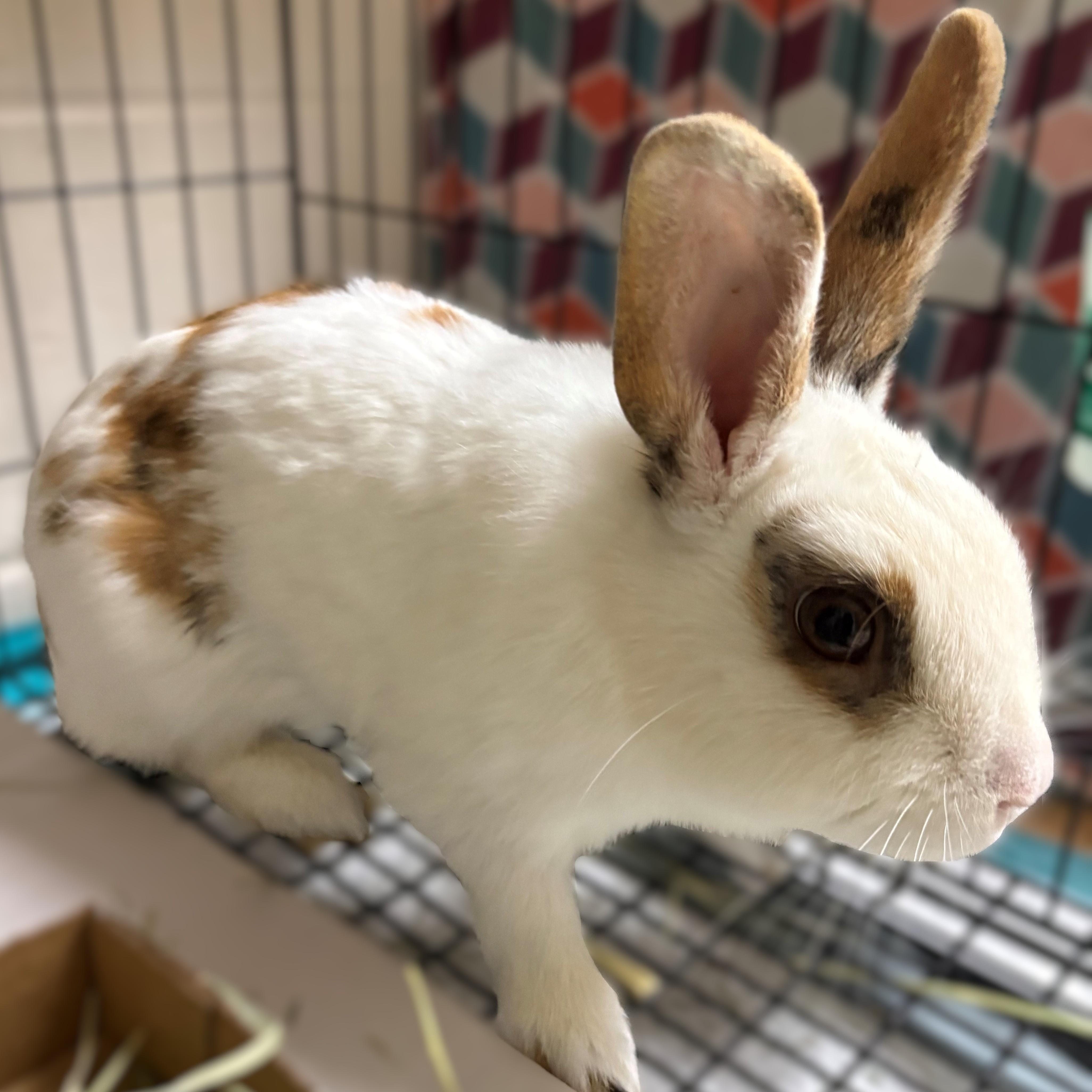Enlarge Tiramisu- #51244, a ADOPTABLE Harlequin in Columbia, MD image 2/2