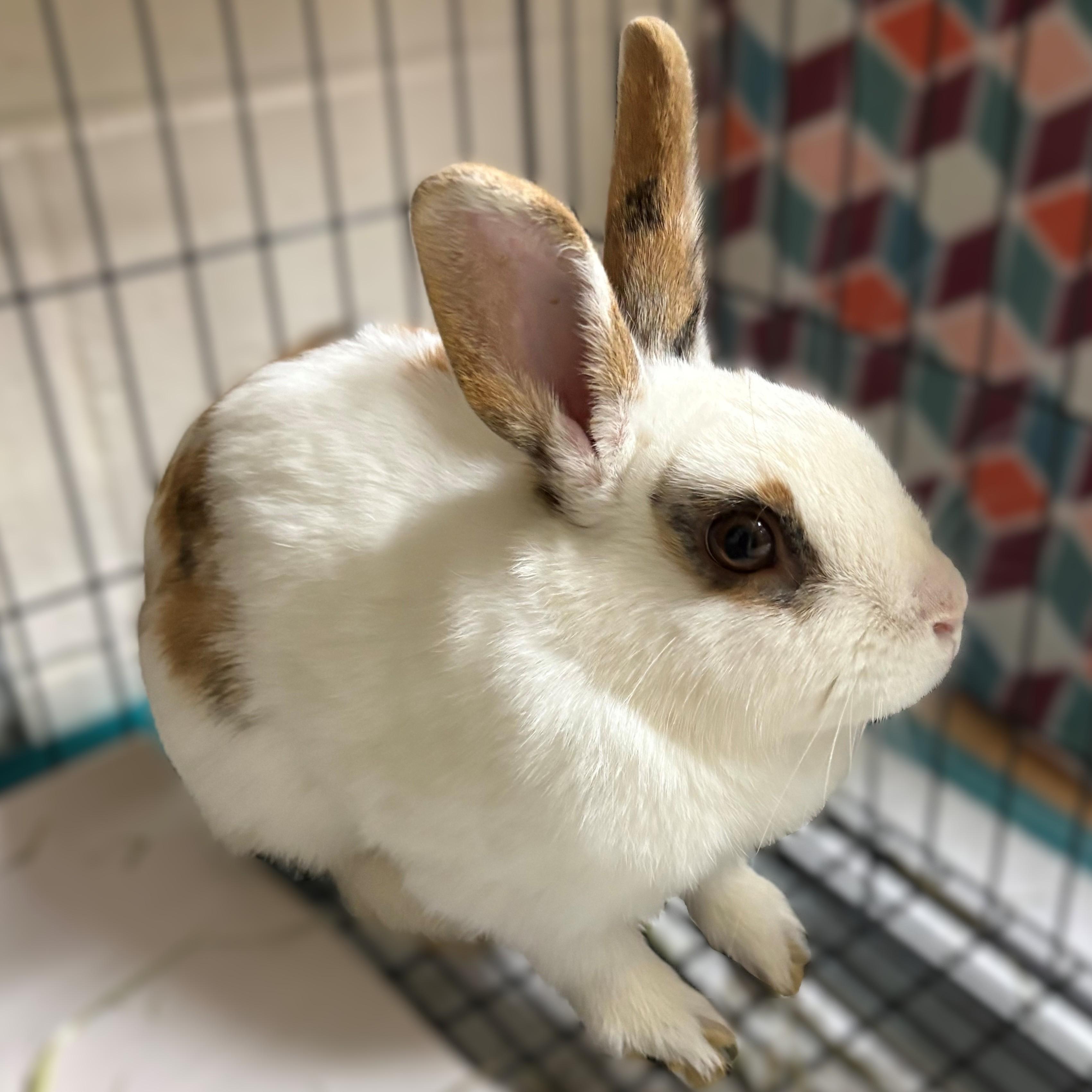 Enlarge Tiramisu- #51244, a ADOPTABLE Harlequin in Columbia, MD image 1/2