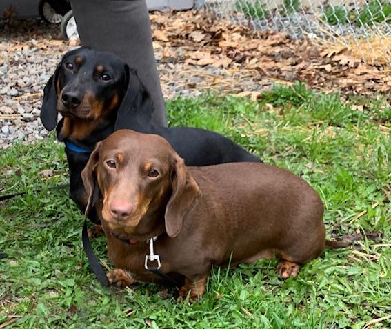 Enlarge Ozzy, an adopted Dachshund in Stanstead, QC image 2/2